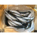 Gefrorene Pacific Mackerel zum Verkauf (6-8 PCS / CTN)